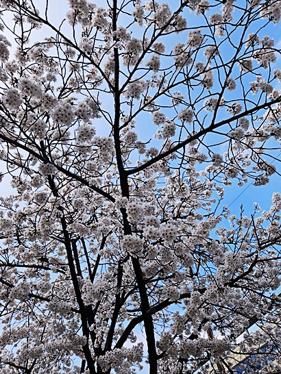 서울식물원 후기｜마곡 데이트&middot;나들이 코스로 추천하는 도심 속 힐링 공간