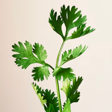 파슬리의 효능 부작용 먹는법 고르는법