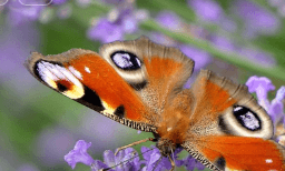 나비가 손 위에 살포시 앉는 꿈