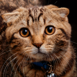 고양이-품종-17가지-종류-완벽-총정리