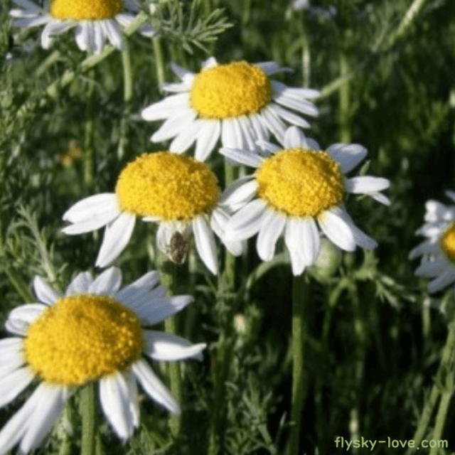 로만 캐모마일 (roman chamomile)&#44; 로만 캐모마일 오일