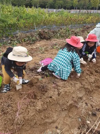 고구마캐는시기 딱 3가지 신호만 보세요 보관법까지 총정리로_13