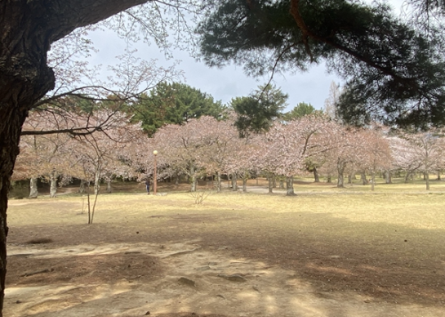 경주 불국사 공원 벚꽃 풍경