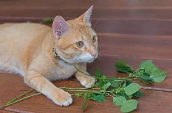 고양이에게 안전한 식물_8