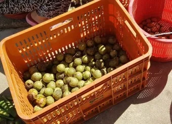 시래기용 무 재배 잎 관리 병해 줄이기 건조 보관_10