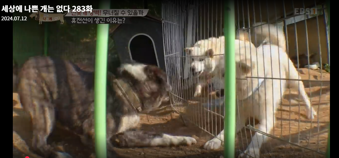 설채현-세상에나쁜개는없다-세나개-283화-진돗개장벽-재방송