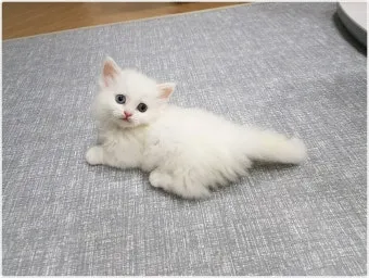 작은고양이 쪼꼬미 냥이 매력 탐구 귀여움 분석_22