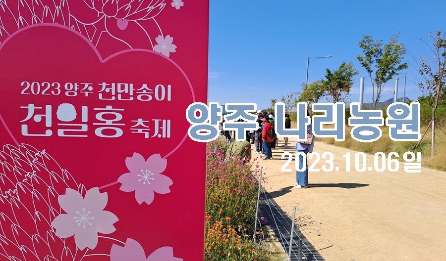 천만송이-천일홍축제-제목이미지