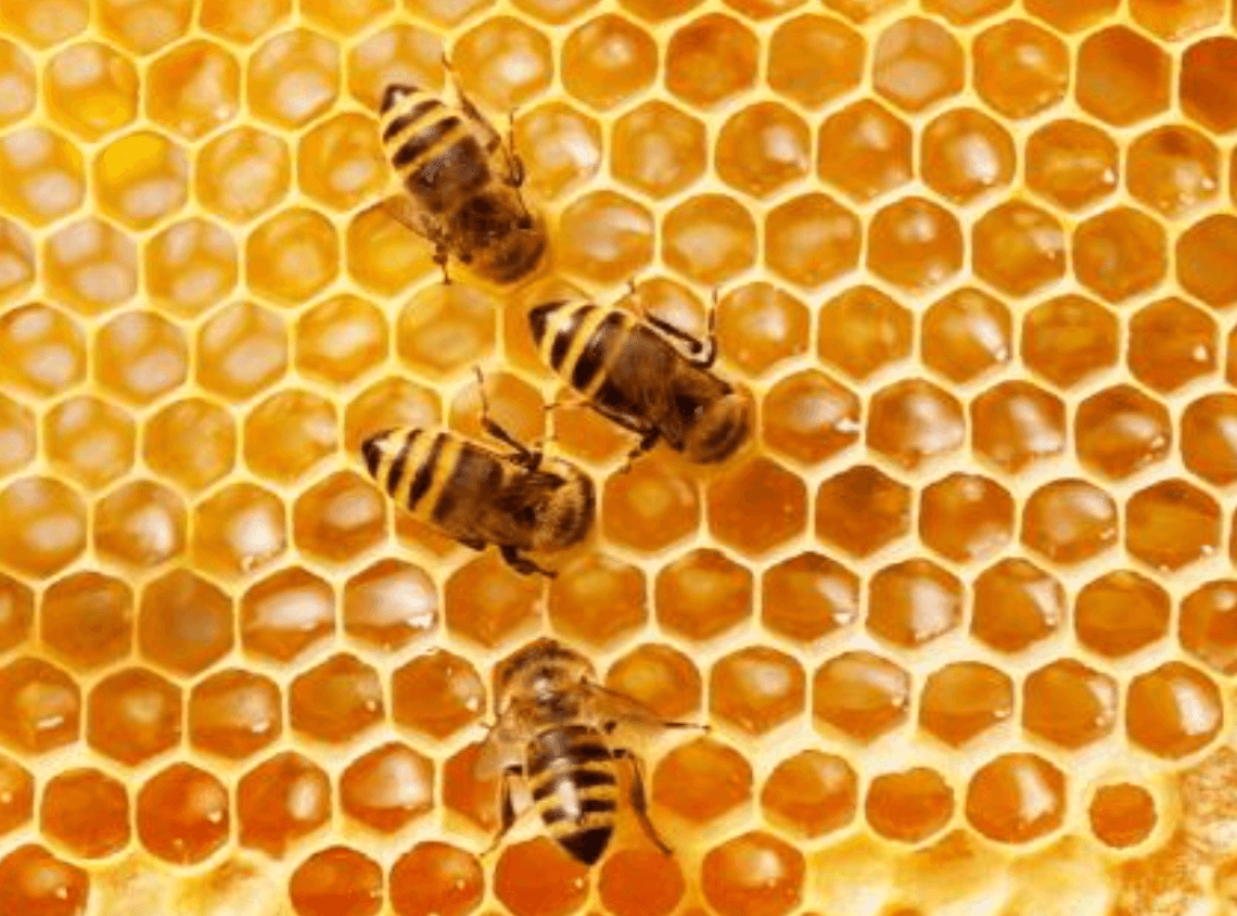 프로폴리스 효능