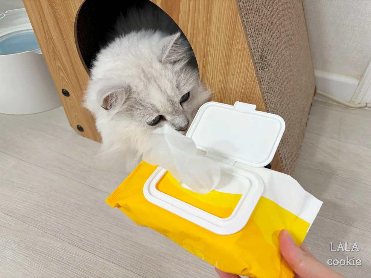 고양이-전용-물티슈-펫티슈-쳐다보는-고양이-사진