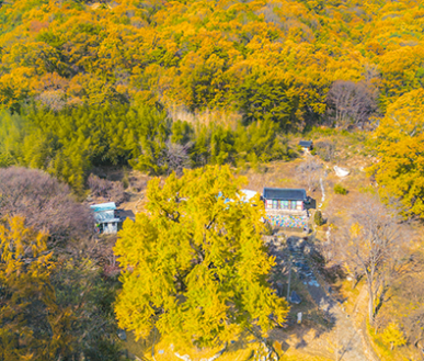 은행나무 명소