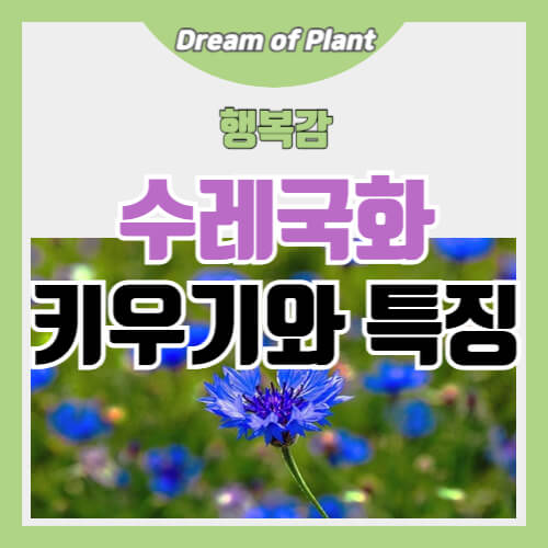 수레국화 키우기와 특징 썸네일 이미지