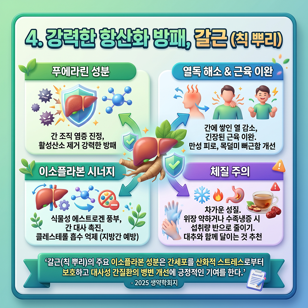 강력한 항산화 방패, 칡뿌리 (갈근)