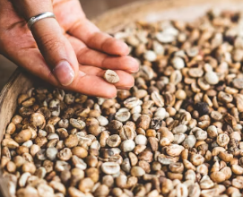 카무트 효소 효능 및 먹는법 총정리