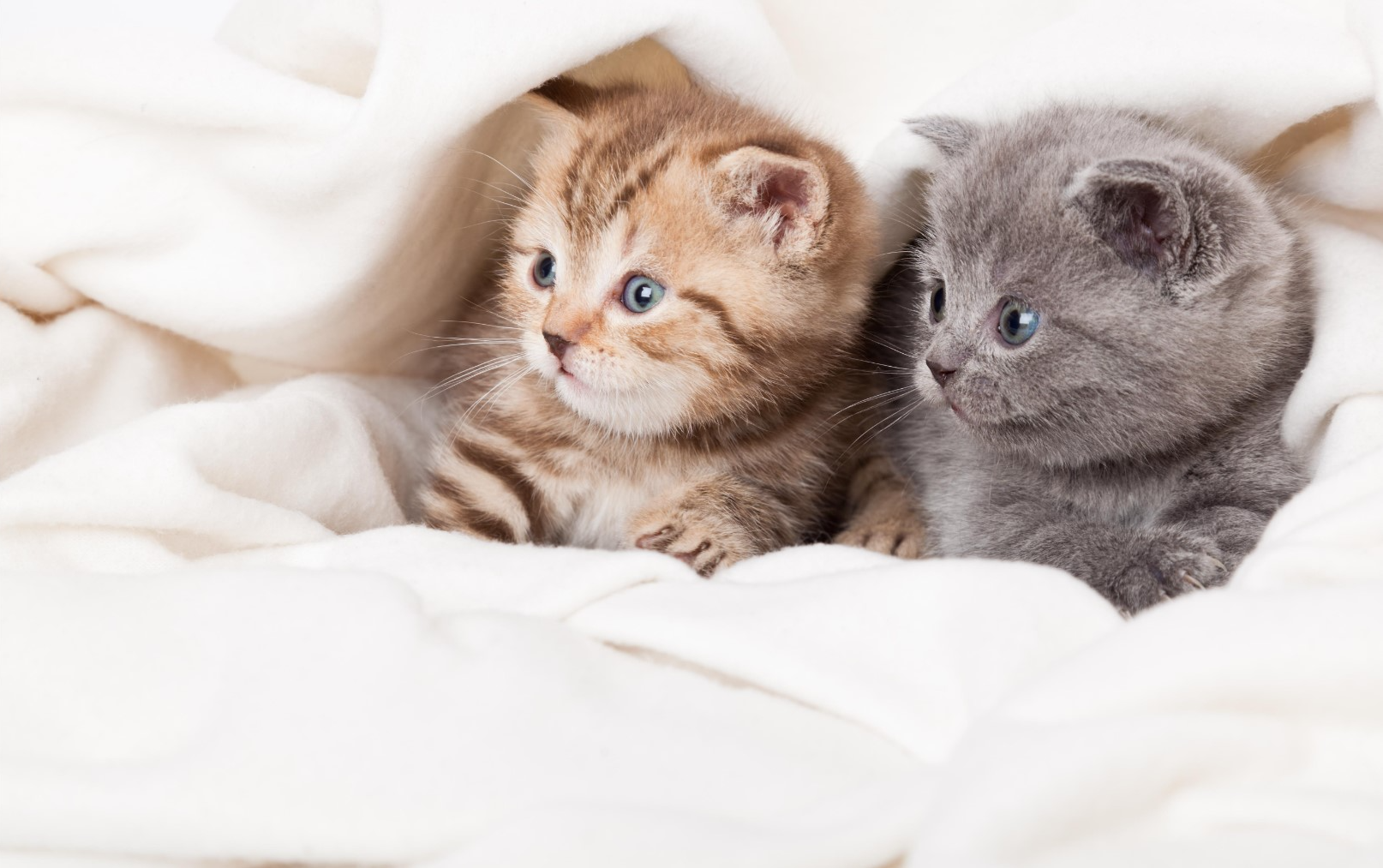 스코티시 폴드 특징, 종류, 성격, 유전병