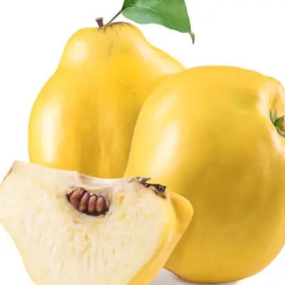 결핵-증상-결핵에-좋은-음식-건강