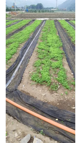 더덕 재배 그늘 재배 토심 확보 줄기 관리_5