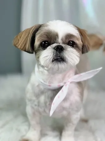 시츄 분양 가격 성격 장단점_21