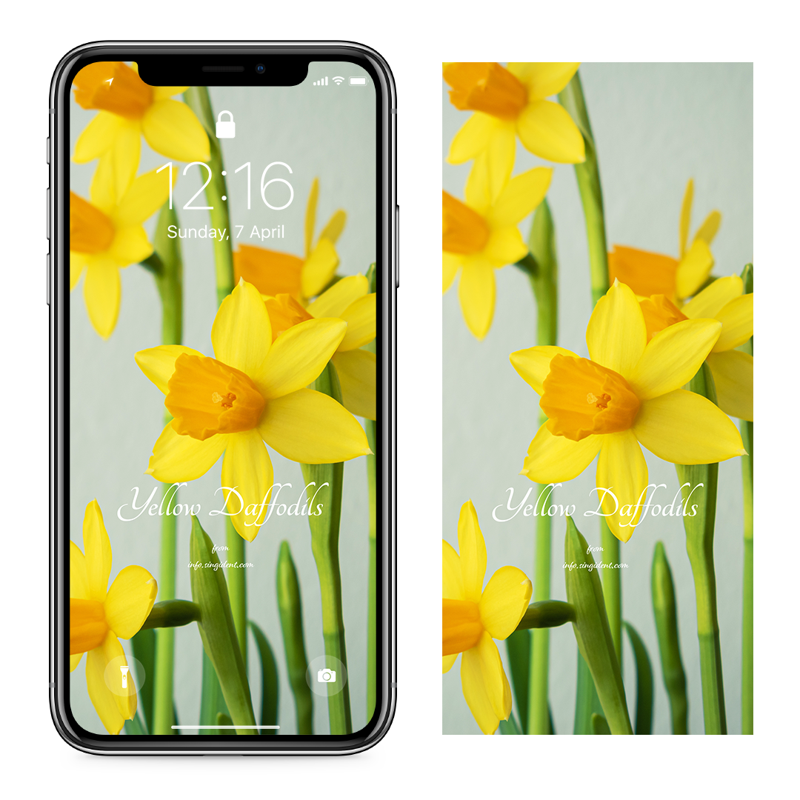 04 활짝핀 노란색 수선화 C - Yellow Daffodils 아이폰봄배경화면