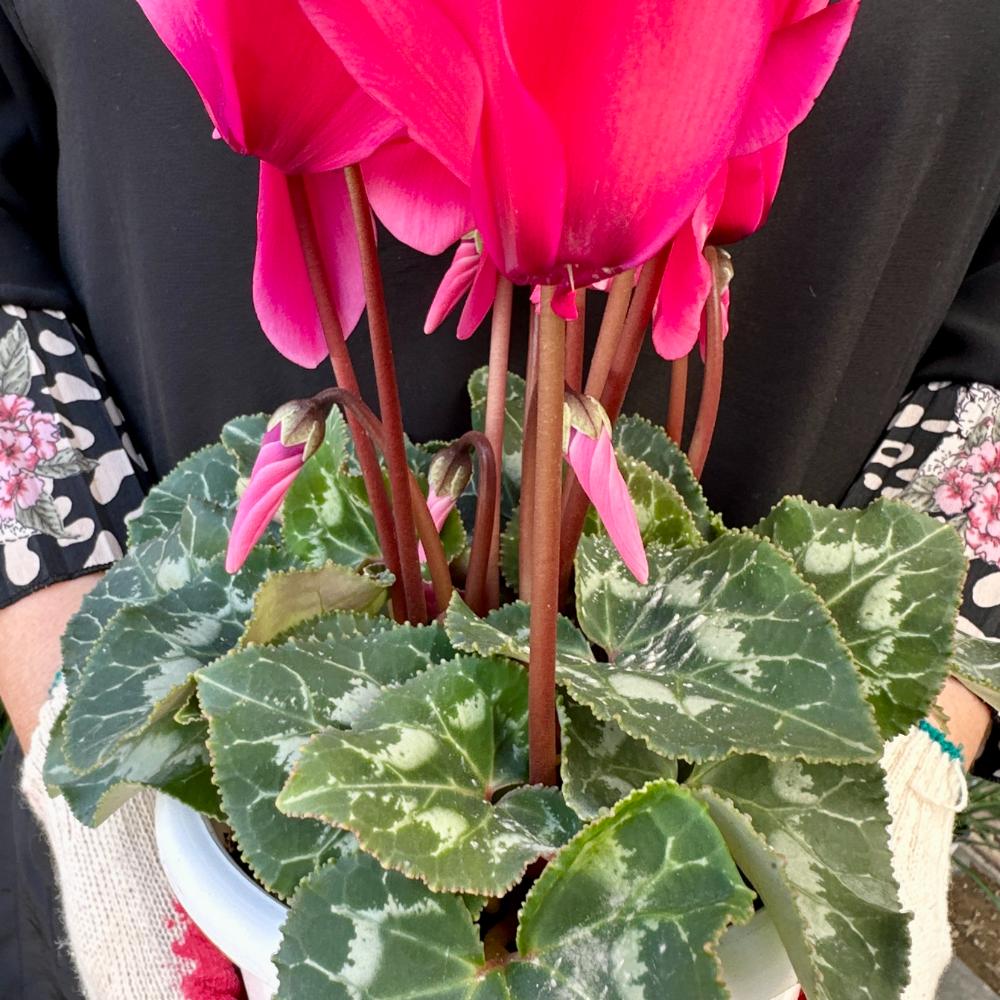 시클라멘 꽃말 월동온도 키우는 방법