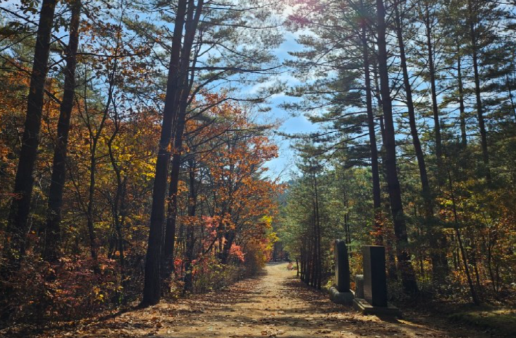 울진 금강송 소나무숲길