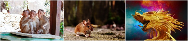 원숭이,쥐,용 사진입니다.
