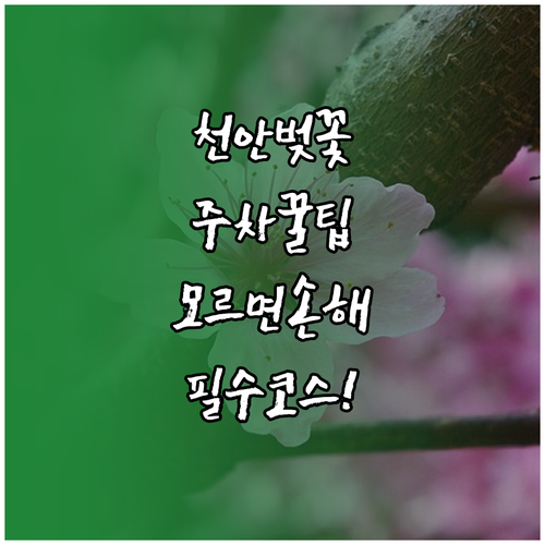 2026년 천안 동남구 벚꽃 나들이 ..