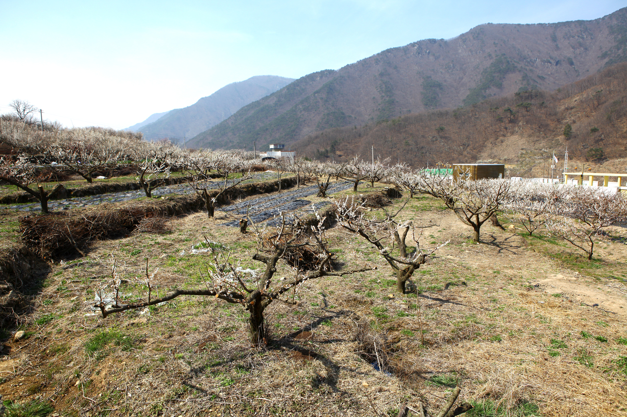 원동 매화 꽃축제