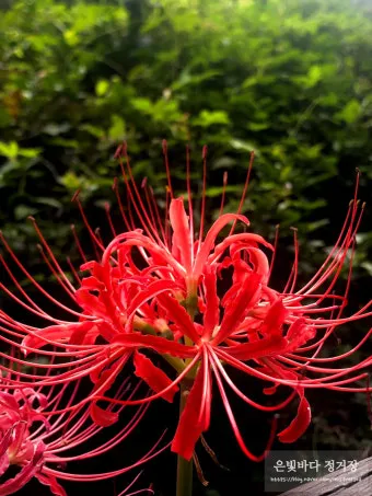 꽃무릇과 상사화 차이 요약 정리를 한눈에_6