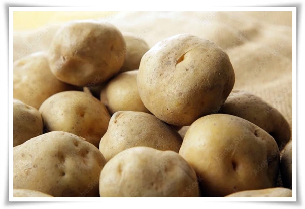 텃밭 "6월, 감자 수확하세요!" 텃밭에 숨겨진 금덩이, 지금 캐세요!