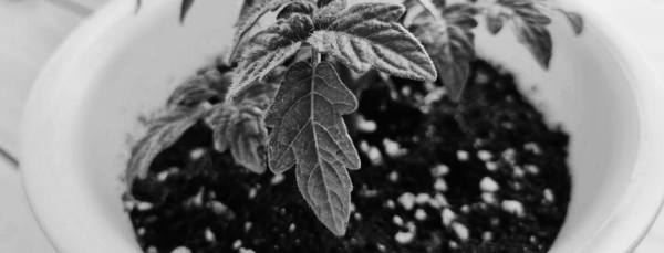 방울토마토 키우기, 방울토마토 키우는법: 주 2-3회 적당