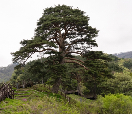 한국의 떡 종류 복령떡-소나무