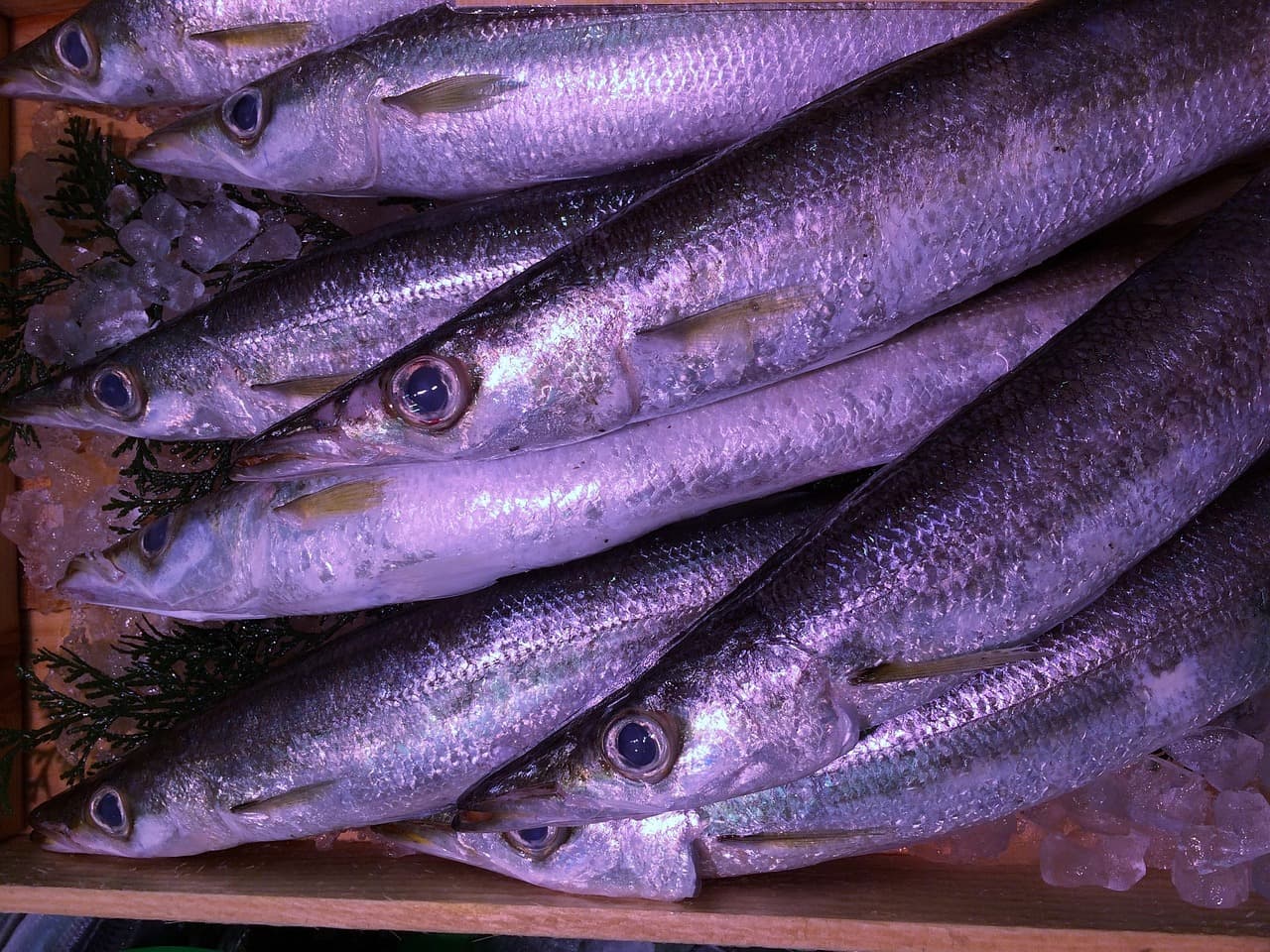 꽁치(Pacific saury)의 불포화지방산과 혈관 염증 억제 메커니즘