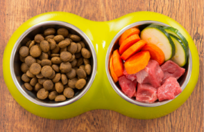 사료를 주기 전에 알아두면 좋은, 개에게 필요한 영양과 칼로리 기초 지식