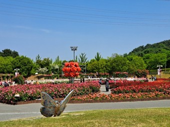 울산 5월 어린이날 300만송이 장미축제 와 울산대공원 놀이시설 이용