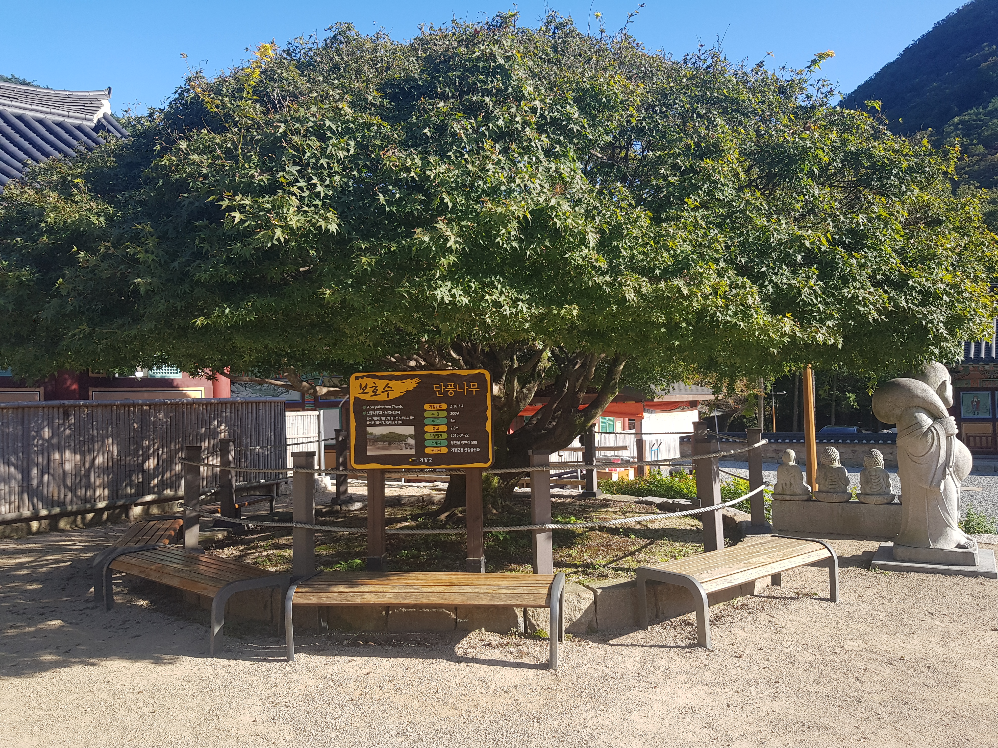 단풍나무-보호수