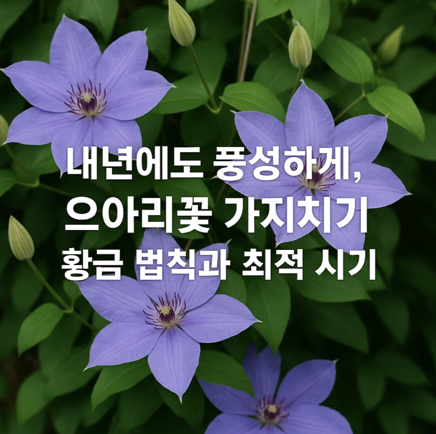 내년에도 풍성하게, 으아리꽃 가지치기 황금 법칙과 최적 시기