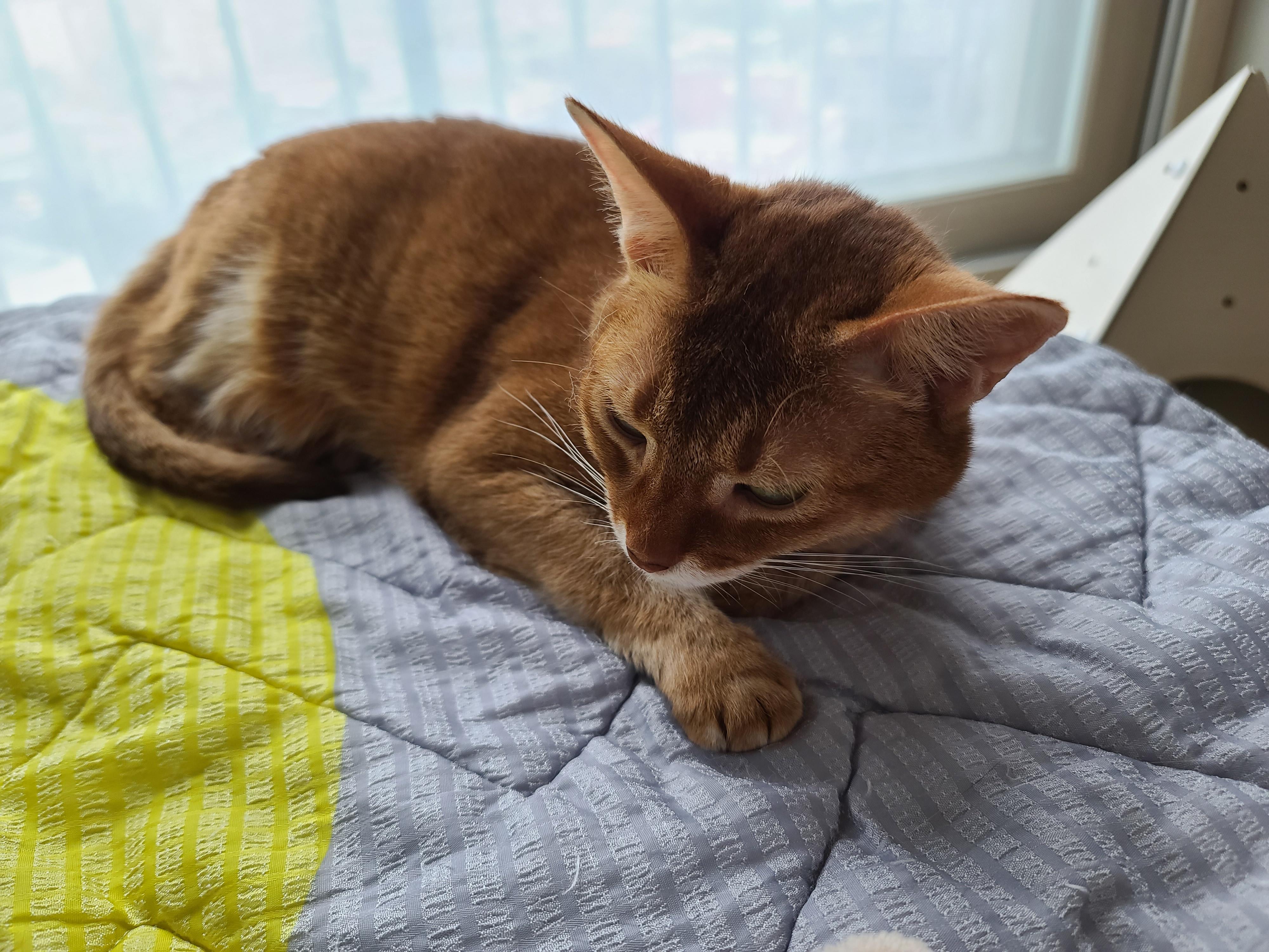 비오는 아침 아홉냥이네 고양이들.