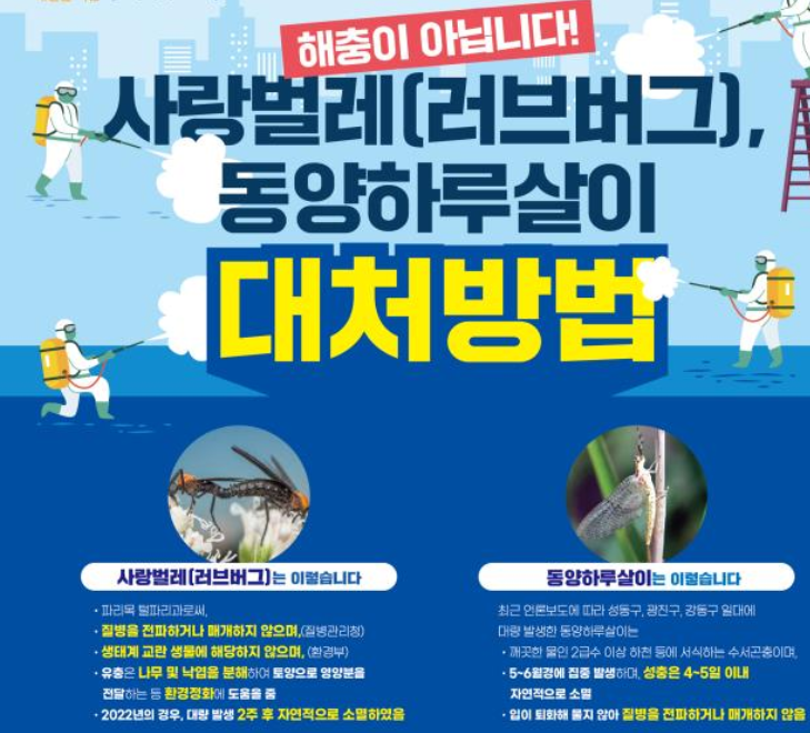러브버그