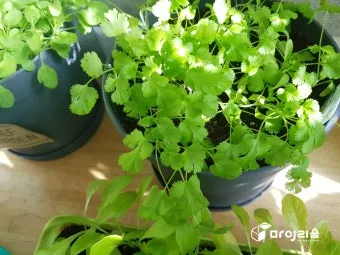 고수 재배 허브 키우기 상자 텃밭 통풍 관리_6