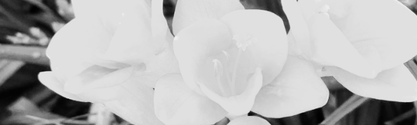 프리지아 꽃말: 노란색