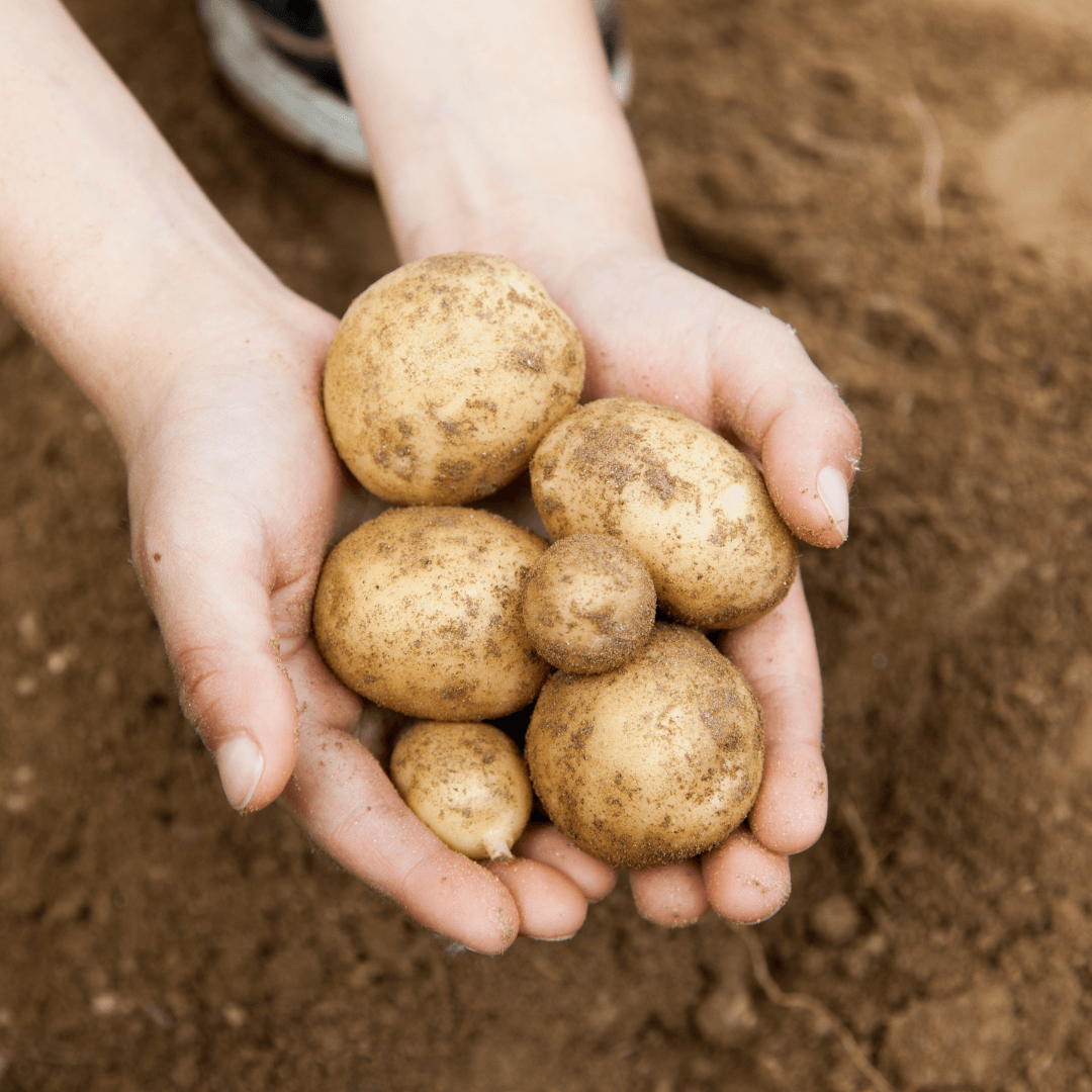 감자 효능 부작용