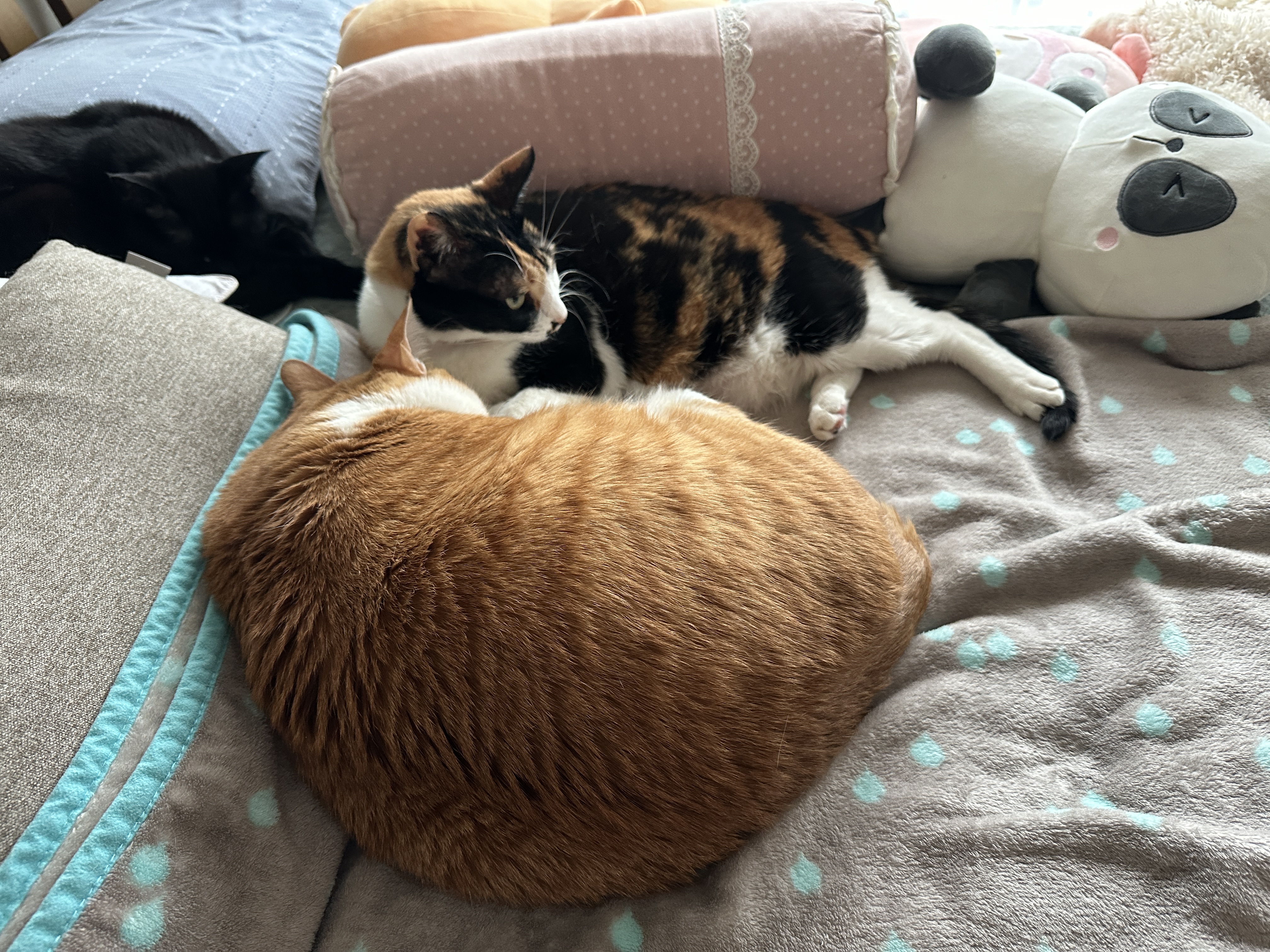 다정하게_나란히_누워_있는_치즈냥이_호야와_삼색이고양이_다다