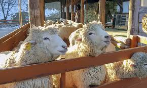 평창 대관령 양떼목장 2 