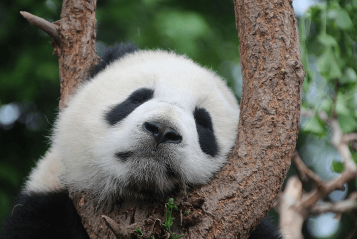 나무에 걸터있는 팬더 곰 사진