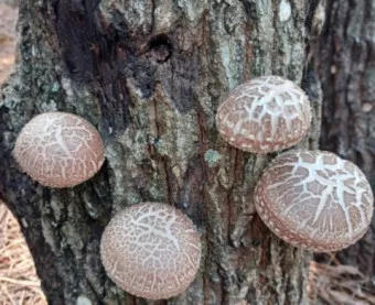 표고버섯 효능_6