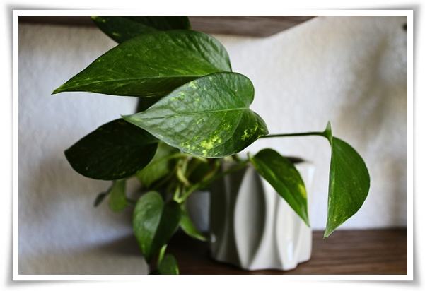 누구나 기르기 쉬운 공기정화 식물 &quot;스킨답서스 키우기&quot;