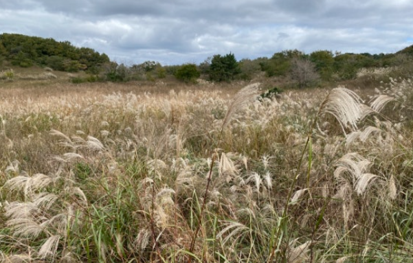 무장산의 억새 군락지