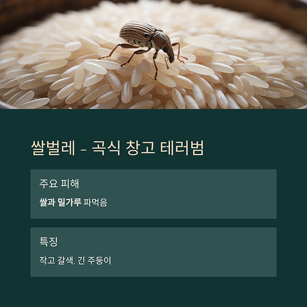 쌀벌레 (Sitophilus oryzae)