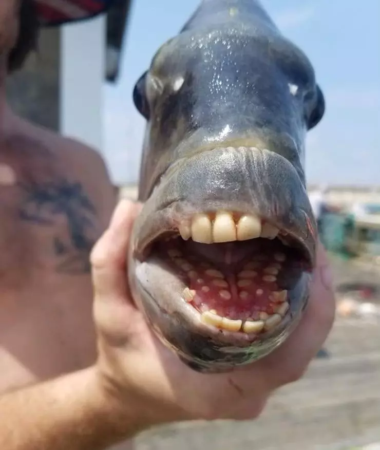 파쿠